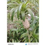 nenas batu untuk pesakit batu karang