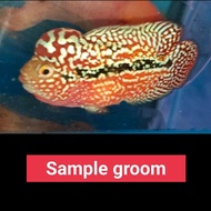 (1pc) Flowerhorn vip kamfa f2 fries vip泰金f2鱼苗 pellet trained