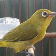 Burung Pleci Dakun Garut