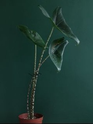 Alocasia  zebrina