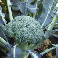 14 Broccoli seeds | non-GMO Vegetable Seeds for planting Vegetables (fr SG)