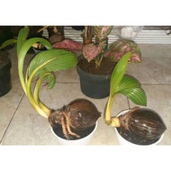 Bonsai kelapa bibit bonsai kelapa gading