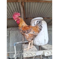 TELUR FERTIL AYAM LARMOD 2 UNTUK DI TETASKAN