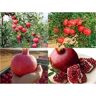 Cây lựu đỏ Ấn Độ tứ mùa (ảnh thật số 2)