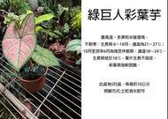 心栽花坊-綠巨人彩葉芋/5吋盆/綠化植物/室內植物/觀葉植物/售價700特價560