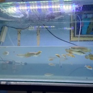 ikan arwana golden red hb 17-18cm
