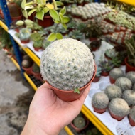 90s Greenovation Live Plant Cactus Mammillaria Plumosa 白星仙人球 - P5.5/P85