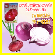 Red Onion Seeds เมล็ดพันธุ์ หัวหอม - บรรจุ 230 เมล็ด เมล็ด ปลูกง่าย ปลูกได้ทั่วไทย Vegetable Plants High Yield Organic Vegetable Seeds for Gardening เมล็ดหอมแบ่ง เมล็ดพันธุ์ต้นหอม เมล็ดต้นหอม F1 เมล็ดพันธุ์ผัก เมล็ดพันธุ์ ผักสวนครัว ต้นไม้มงคล บอนสีหาย