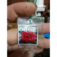Thailand Adenium (6662) / Bunga 3 lapis Merah Pink