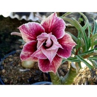 🌺💜 'Purple Majesty 006' - Exquisite Adenium Desert Rose Seed Collection for Luxurious Fleshy Potted 