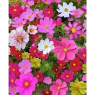 [Free Delivery]50Seeds Mixed Color Cosmos Bonsai Seeds Cosmos Tall Mixed Flower Garden Colors Cosmos