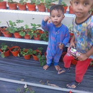 pokok strawberry tanah rendah