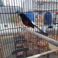 Terlaris Burung Murai Batu Medan Gacoran Ekor Panjang Full Set