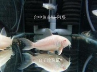 台中阿塔水族~各式鼠魚~熊貓鼠.紅翅珍珠鼠.白子珍珠鼠~專用飼料