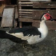 Bebek Entok/Entog/Entok Jumbo/Daging Entok/Entok Hidup/Daging Bebek #Gratisongkir