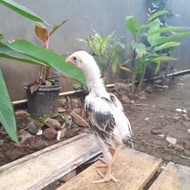 anak ayam shamo | pitik ayam shamo