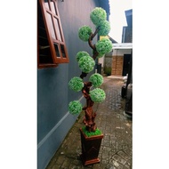HEIGHT 210CM BONSAI MARIGOLD IMPORT JUMBO QUALITY CLASS SUPER/ BONSAI TREE BALL 2MTR BONSAI TREE/ DR