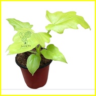 ✓ ☸ ✟ RARE GOLDEN SELLOUM aka"SAHOD YAMAN LIVE PLANTS