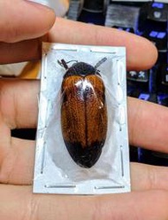 【天牛執事】【昆蟲標本】Sternocera sp.2