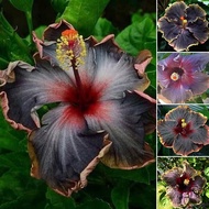 Ready Stock 100pcs/bag Black Rainbow Hibiscus Seeds Giant Flower Seed Benih Bunga Pokok Bunga Hidup Tropical Rare Plants