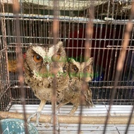 Burung Hantu Owl Jinak Lalat