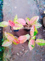 aglonema big roy murah - aglonema big roy termurah - big roy murah - aglaonema big roy - bunga aglon