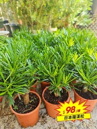 羅漢松盆栽盆景/日本羅漢松植物/室內植物/園藝種植花 約25cm