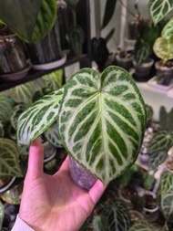水晶花燭