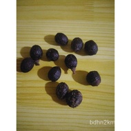 10 pieces Laurel Bayleaf Seeds with Free NDAO