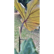 Colocasia Madiera anak