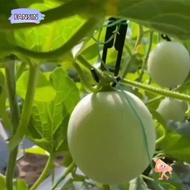 FANSIN1 30pcs Mesh melon hook, Mesh melon cantaloupe Hanging Hook, Coco cantaloupe hook Hooks for El