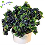 Fruit Seeds High Clump Blueberry Shrub Fruit Seeds Dwarf Blueberry Seeds Available Nationwide South 