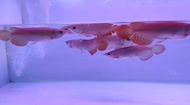 Ikan Hias Predator Arwana Super red chili Ukuran 15 cm