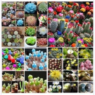 Bộ 4 gói hạt giống mini-(sen đá mix + hoa đá mix + xương rồng mix +tai thỏ mix ) - kèm kích mầm