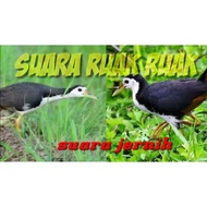 ( pendraf ) suara burung wak wak