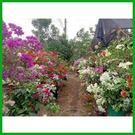 ▼ ⊙ Bougainvillea cuttings (RARE VARIETIES WITH FREEBIES) not yet rooted