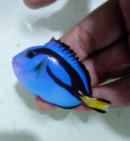 Letter Six / Blue Tang / Ikan Dori - Ikan Hias Laut