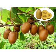 CÂY GIỐNG KIWI LEO GIÀN RUỘT VÀNG