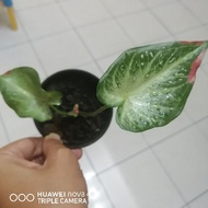 Thai caladium Shycool