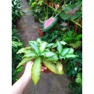 【RM5.9 ONLY 10%cashback】Cryptanthus bivittatus Regel Bromeliaceae Earth Star Indoor Plant Pokok Hidup Bromeliad
