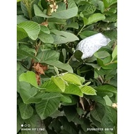 TCFARM 1kg natural guava leaves