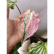 Sindo - Dancing Colors Unleashed  Essential Care Guide for Caladium SP