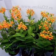 anggrek epidendrum bunga orange-anggrek epidendrum-tanaman hidup
