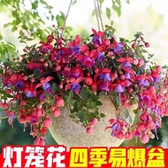 Upside Down Golden Bell Lantern Flower Seed Hanging Bell Begonia Flower Seed Indoor Potted Vanilla P