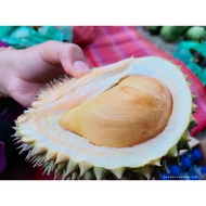 Pokok Durian Duri Hitam Oichee Blackthorn D200