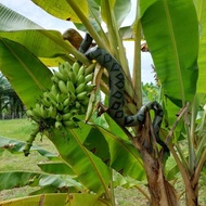 1PC Swimming Inflatable Gift Blow Up Wild PVC Reptile Party Games Snake Decorative Toy Props D7J0