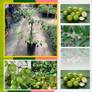 POKOK BUAH-BIDARA EPAL 74CM (2488)