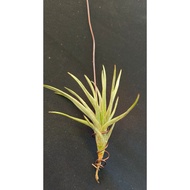 Airplant Tumbuhan Udara Tillandsia Sales T.Angetina 空气草 空气凤梨 霸王
