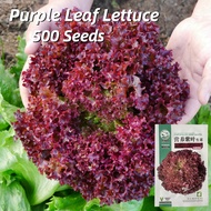 Biji Benih Salad Red Coral Lettuce Seeds (500 Seed) 红叶生菜籽 Purple Red Lettuce Salad Seeds Organic Veg