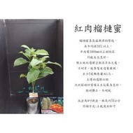 心栽花坊-紅肉榴槤蜜/4吋/水果苗/售價500特價400